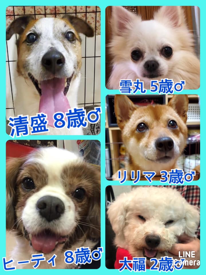 🐾今日の里親様募集中ワンコ🐶メンバーです🐾2020,12,2